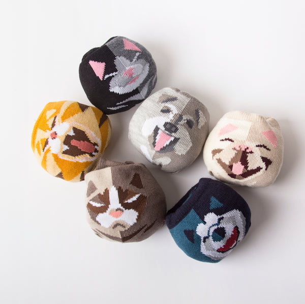 Pet Socks 寵物球襪_短毛波斯貓