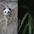 Pandy Panda Key Holder 熊貓鑰匙圈